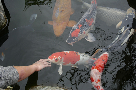 Thiết kế hồ cá Koi, thi công hồ cá Koi, thiet ke ho ca koi, thi cong ho ca koi, thiết kế hồ Koi, thiet ke ho Koi, thi công hồ Koi, thi cong ho Koi, thiết kế sân vườn, thiet ke san vuon, thi công sân vườn, thi cong san vuon, sân vườn với hồ Koi, Koi pond garden